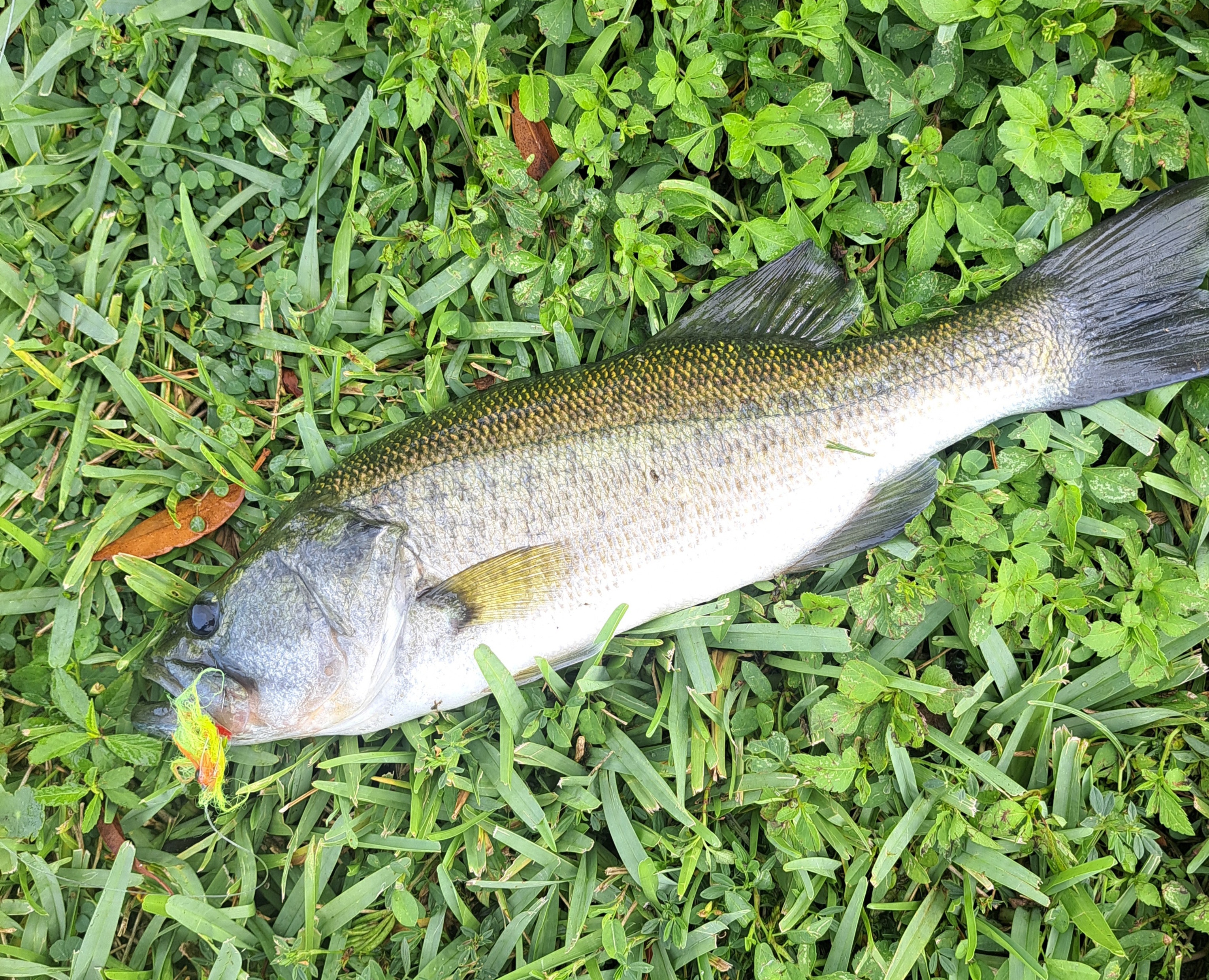Large Mouth Bass on JG Firetiger