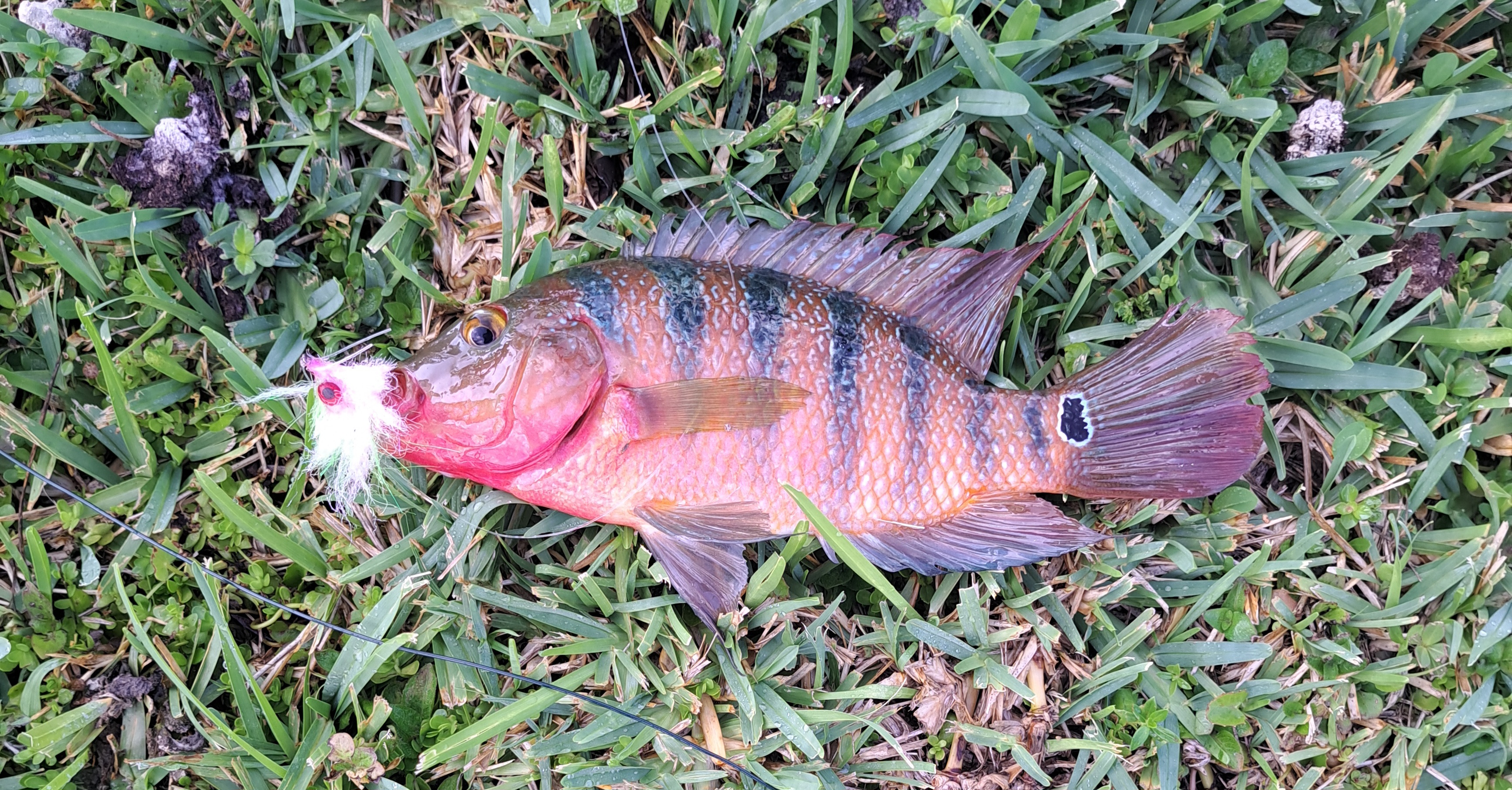 South Florida Catch